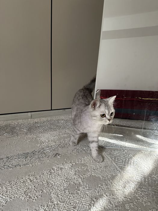 Кот Британец короткошерстная