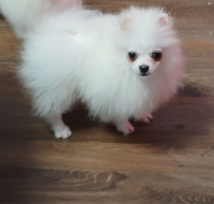 Pomeranian adorabil
