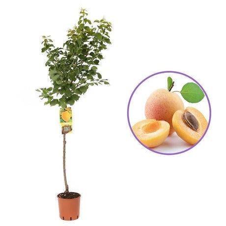 Pomi Fructiferi LA Ghiveci (CAIS )