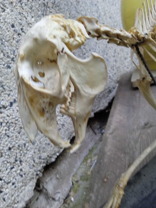 Препариран скелет на заек учебно помагало истински