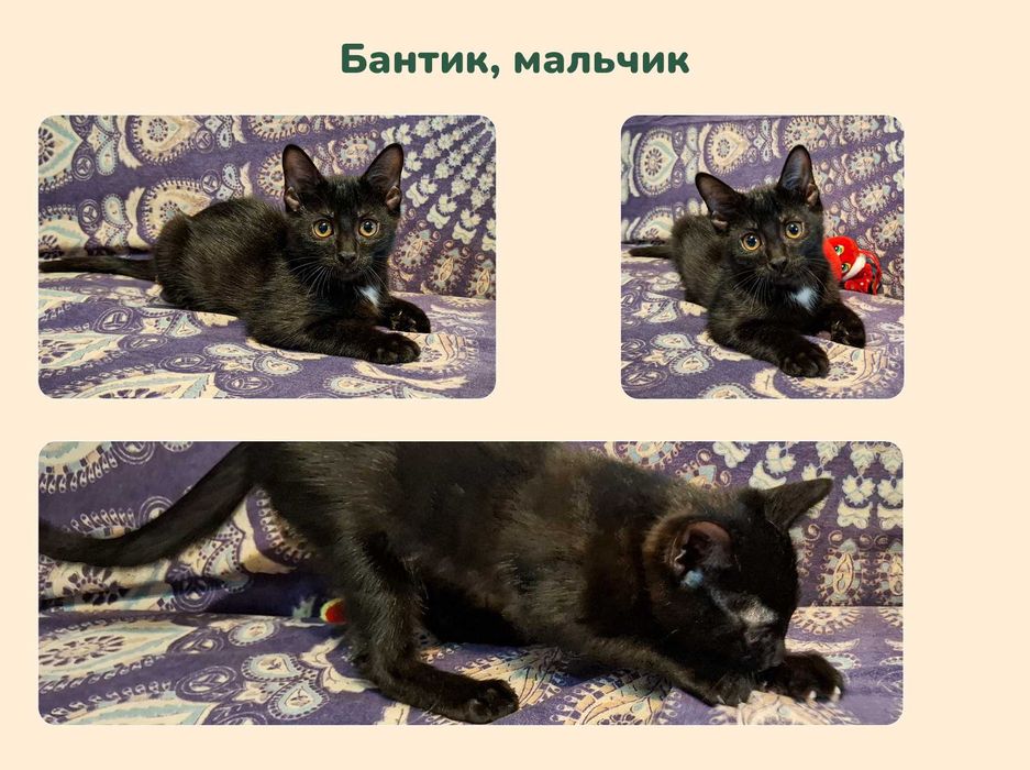 Отдам котят добрым людям