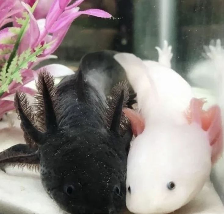 Продам Рыба Аксолотль