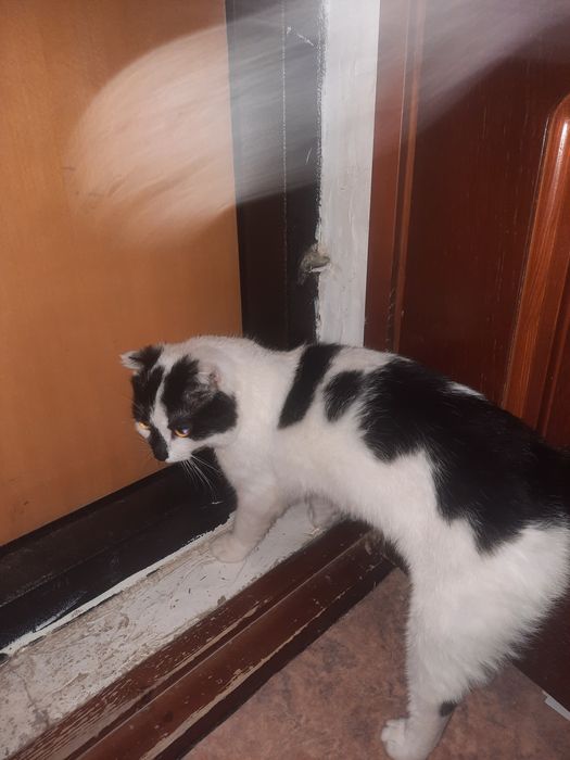 Котёнок 6 месяцев. Пол мальчик