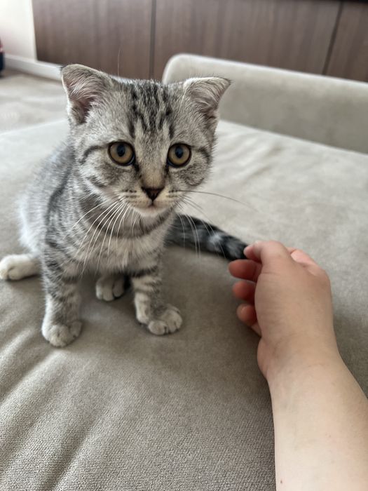 Отдадим в хорошие руки