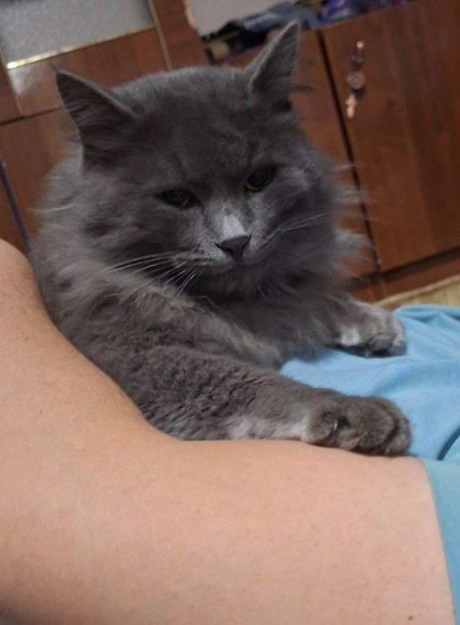 Вязка хайленд страйт длиношерстный