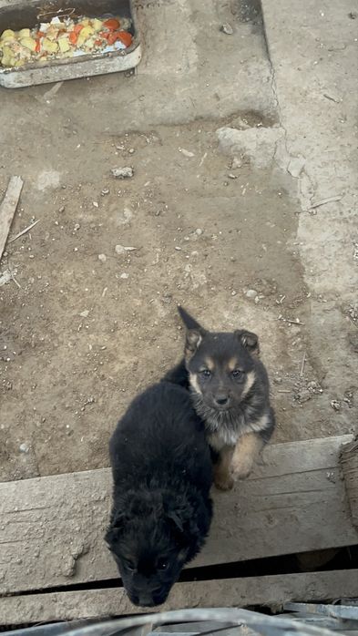 Немецкйй овчарка щенький