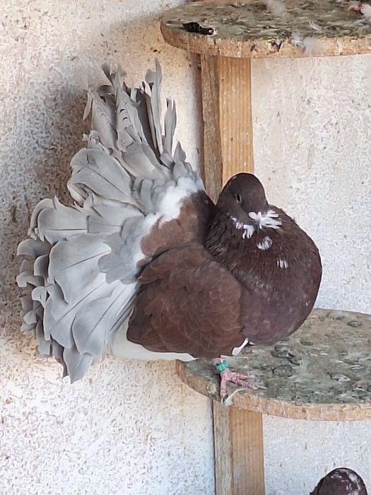 Porumbei rotați/voltați/curcani