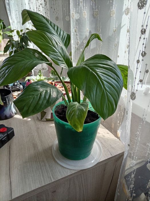 Продам цветы дом