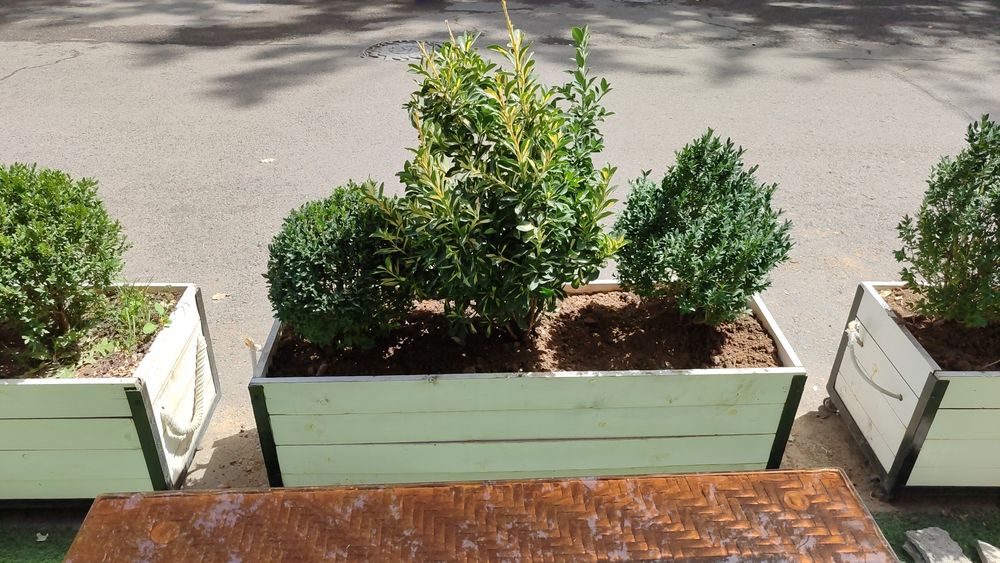 Продажа и посадка Самшит