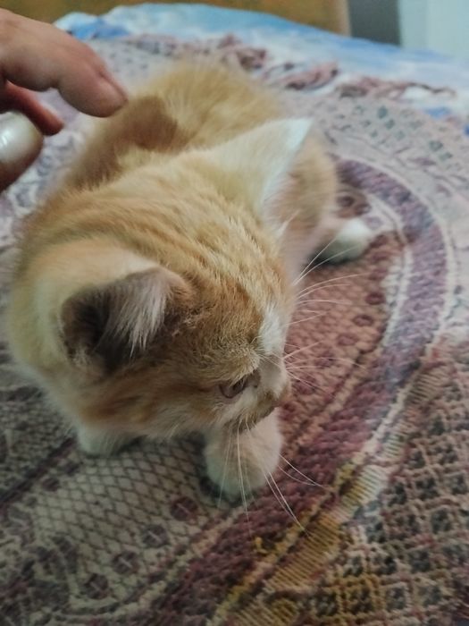 Отдам котенка в добрые руки