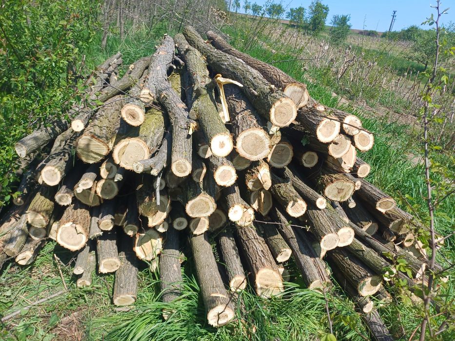 Vand Stâlpi salcâm.