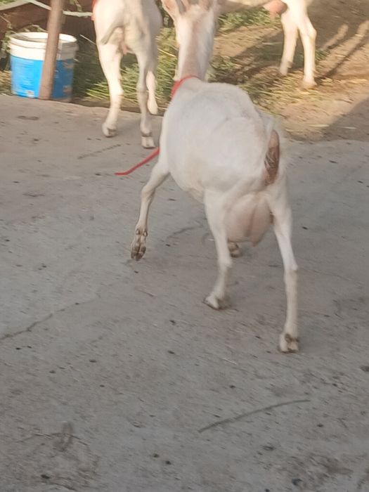 Zanin zotli echki sotiladi 1chi qorin 1.5litr