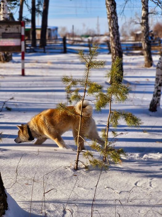 Дам акиту на вязку БЕЗПЛАТНО