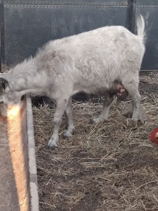 Продам козье молоко