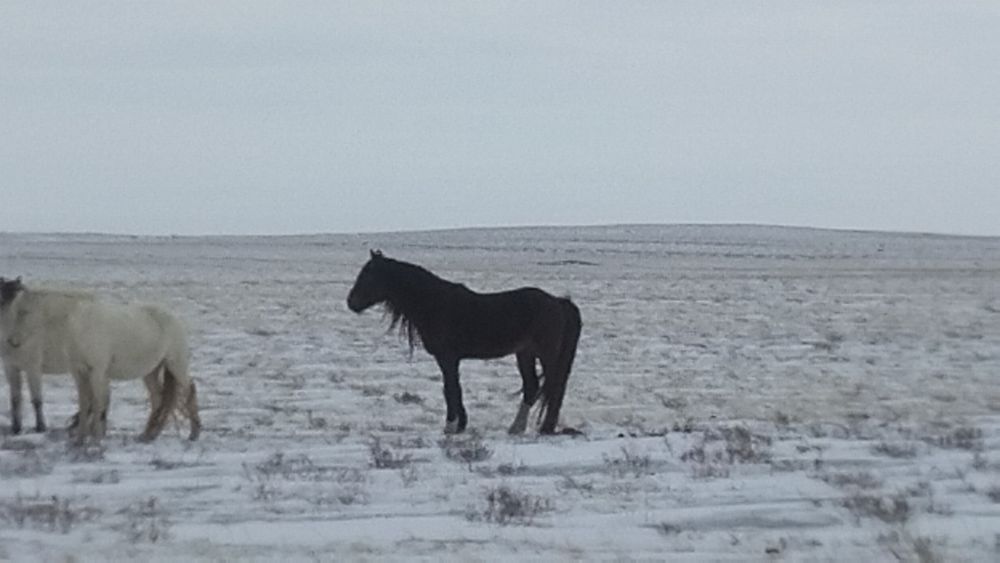 Продам жеребца...