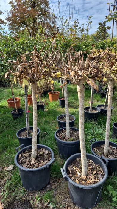 Platan   catalpa globular mesteacan  tei