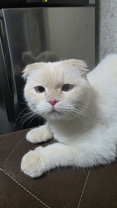 Кошки продаётся британской пара они