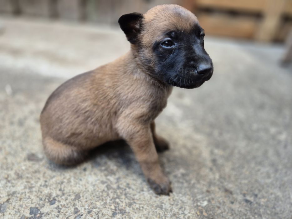 Белгийска овчарка Малиона