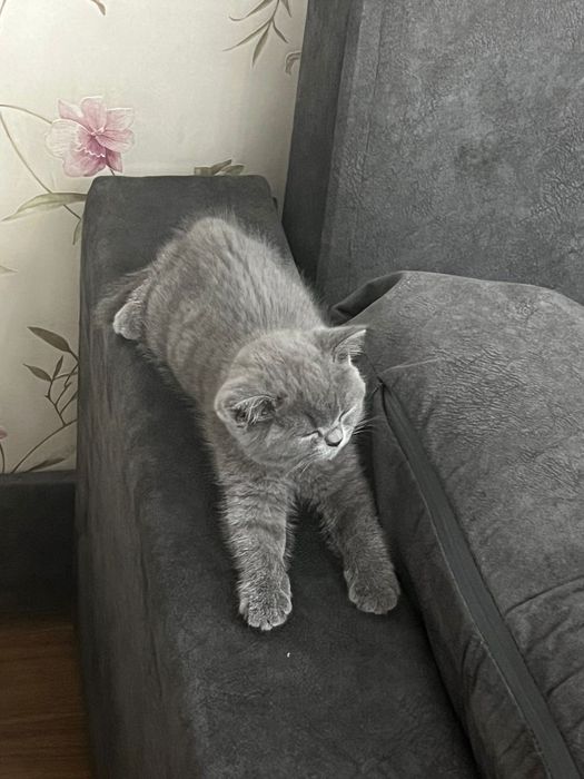 Британский котенок