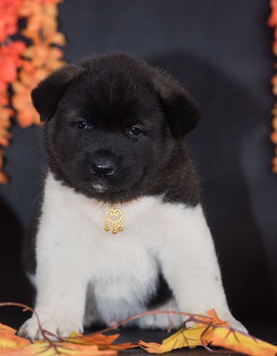 Щенки Американской Акиты