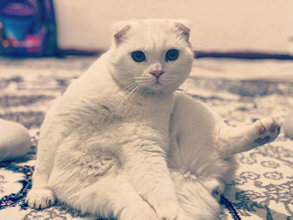 Avtomobilda aldash video