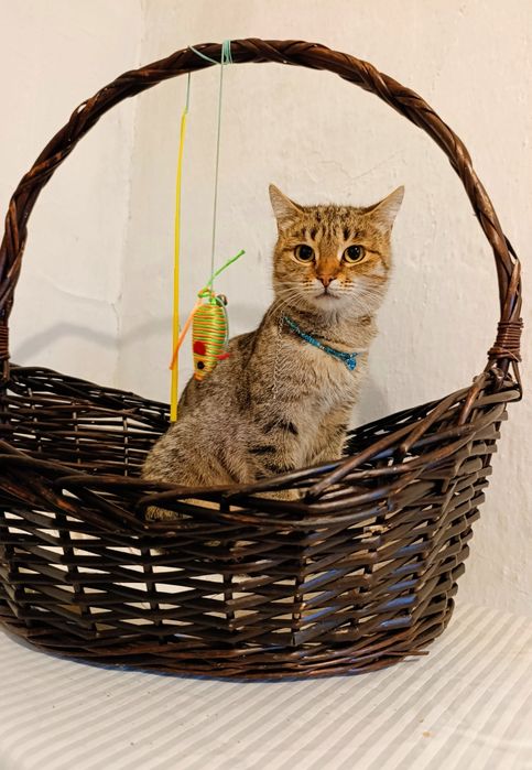 Кошка котенок в добрые руки