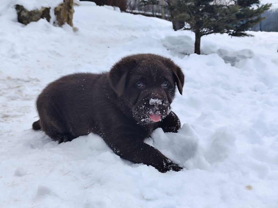 Pui labrador  cu pedigree
