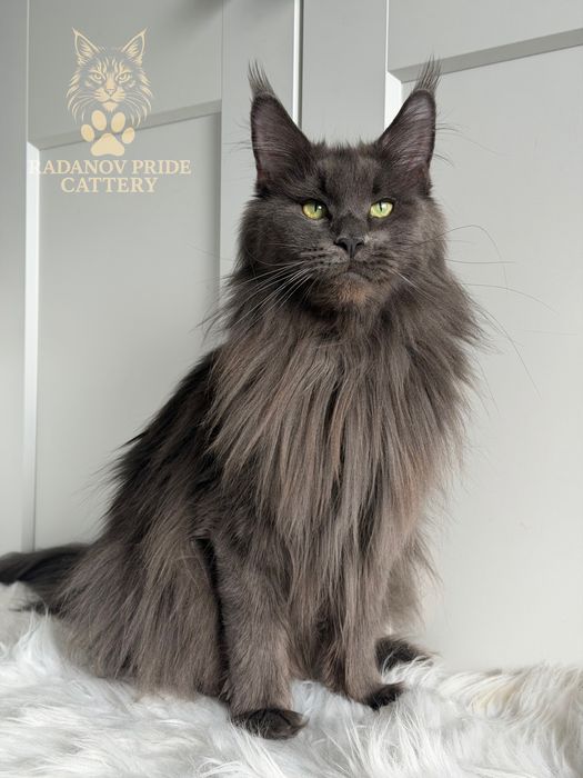 Мейн кун котенца / Мейн куун котенца / Maine coon kittens