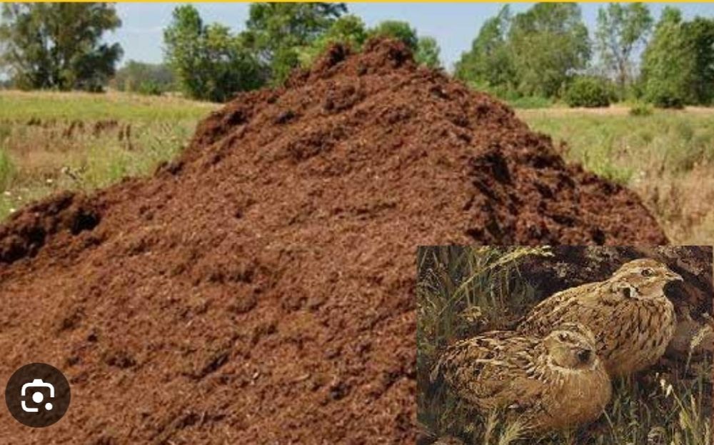 Перепелиный навоз