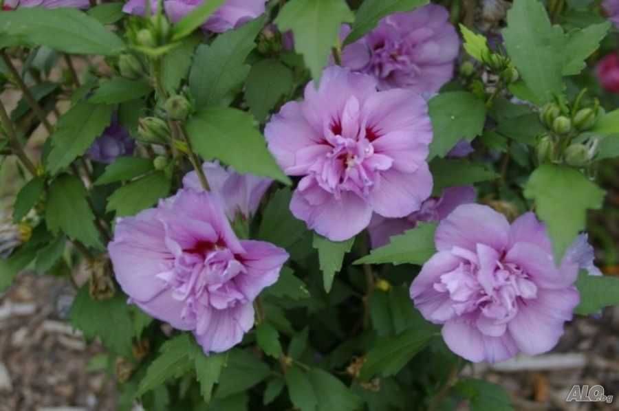 Хибискус Кичест - Дървовидна ружа 
Студоустойчив