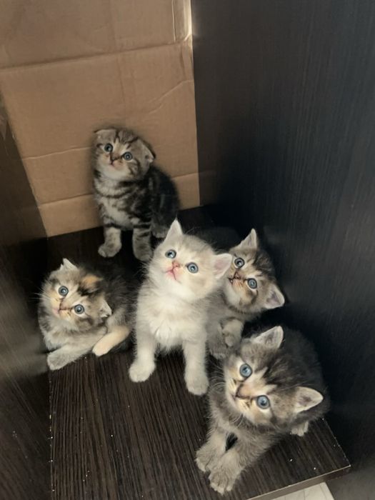 Уральск котята бронь