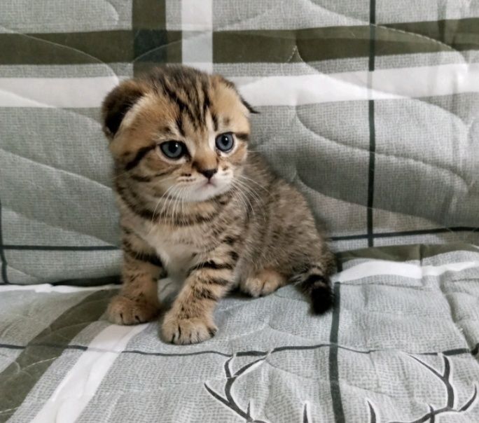 Шотланские мальчик