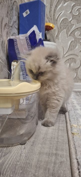 Продаётся котенок пушистая