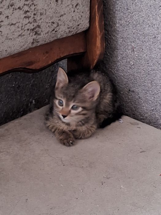 Котёнок девочка бесплатно