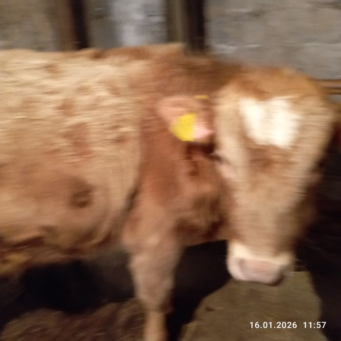 Продам двух быков с откорма!