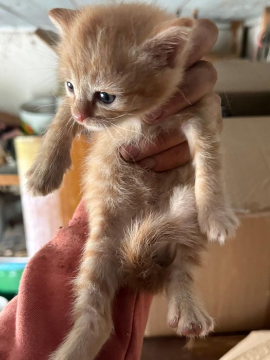 Отдам котенка девочку в добрые руки