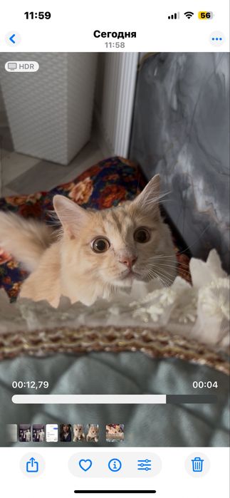 Котёнок 9   месяц