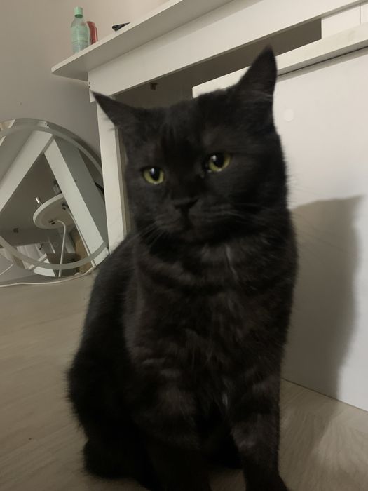 Кошечка породы Скоттиш страйт