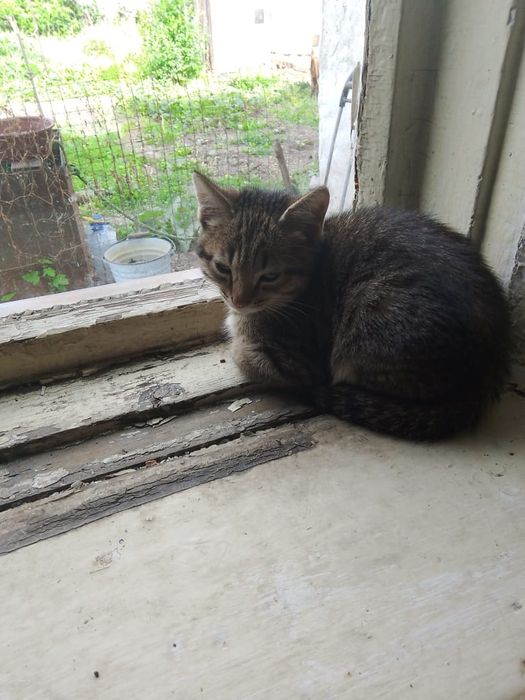Отдам даром котёнка