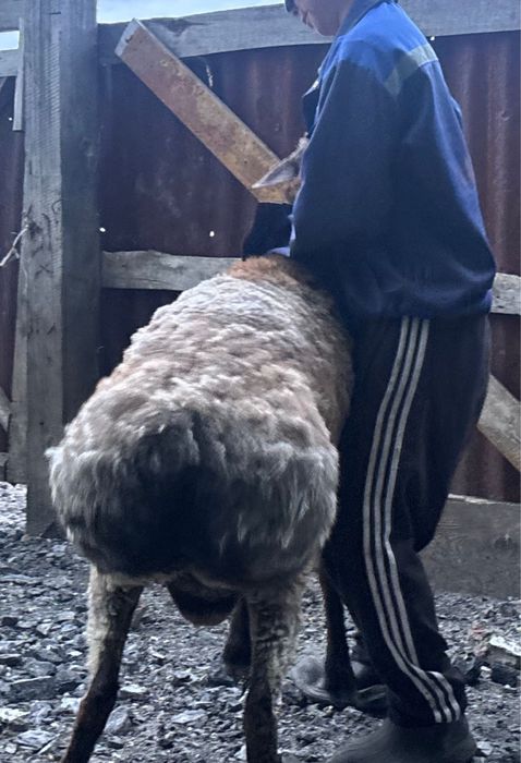 Продам кошкар на племя