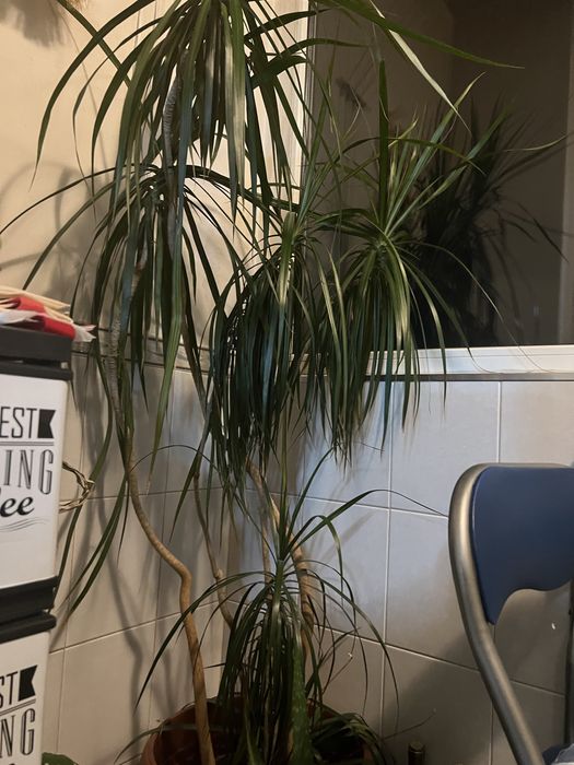 Драцена, отгледана в домашни условия