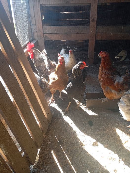 Продавам домашно гледани кокошки петли пуйки пуяци хомогорски гъски