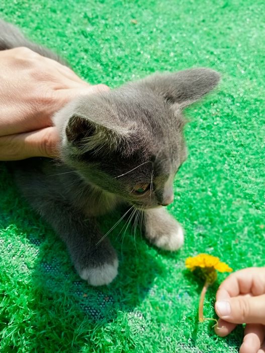 Отдам котят 3 мес