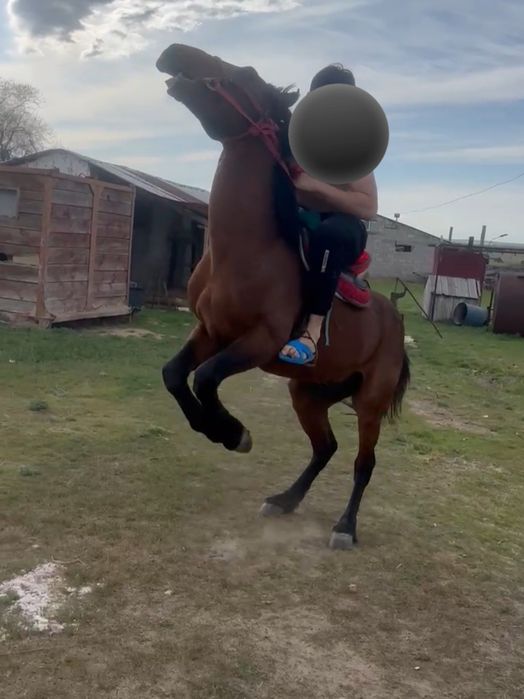 Айғыр сатылады командалық көкпарға