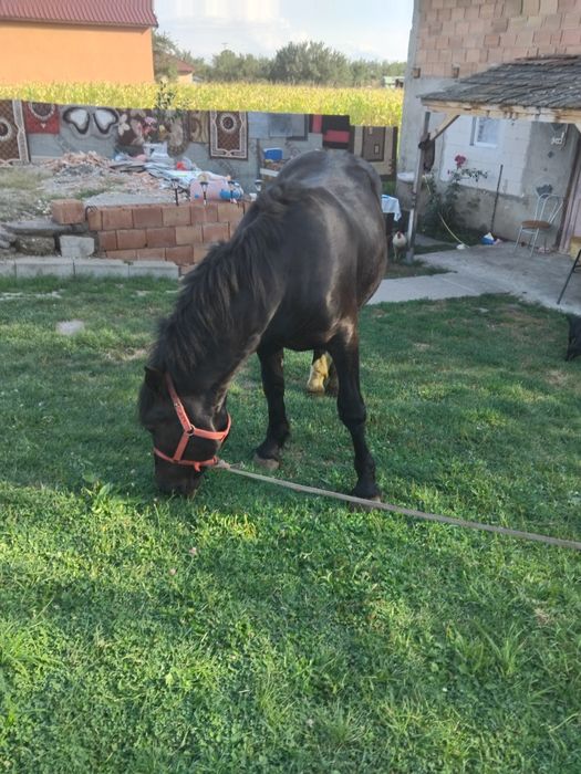 Vând armăsar de un an jumătate pus la căruță de câteva ori mai multe detalii la tel