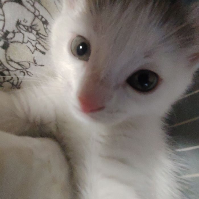 Отдам даром котёнка 2 месяца