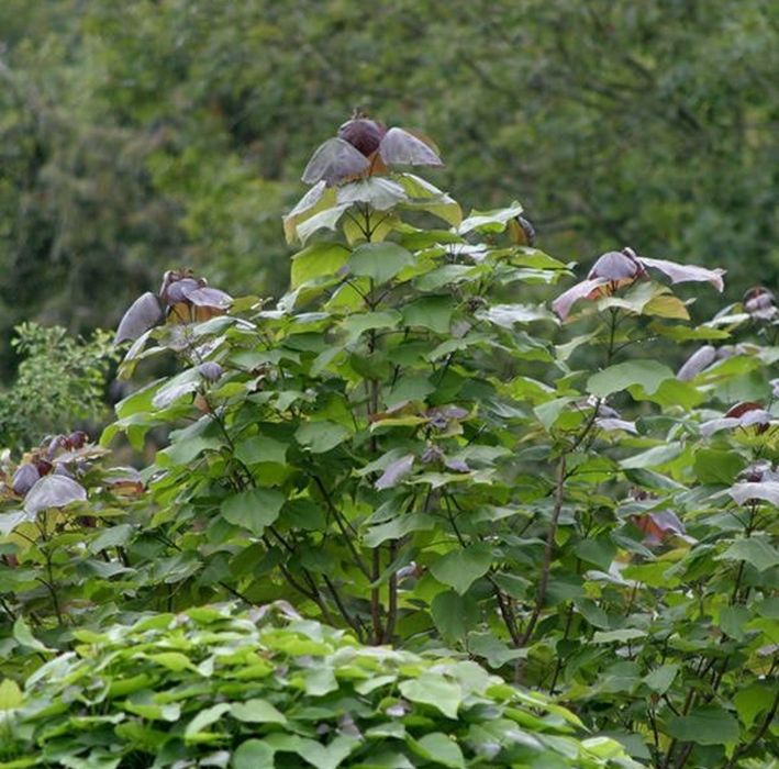Catalpa Purpea..