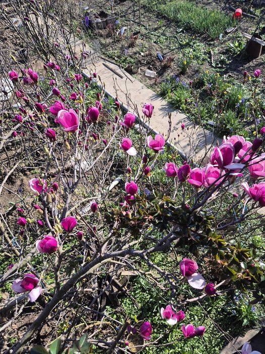 Vand magnolii Colibasi/ Mioveni/ Arges
