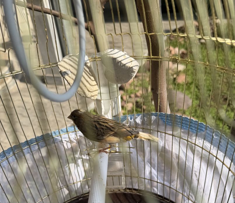 Продается канарейка вместе с клеткой