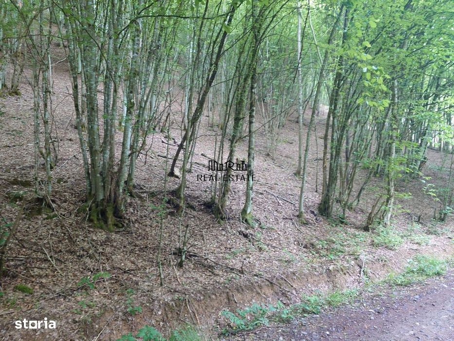 Teren in Bulzestii de Sus 3700mp
